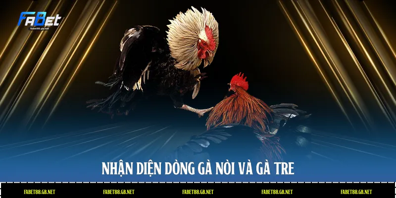 Nhận diện dòng gà nòi và gà tre